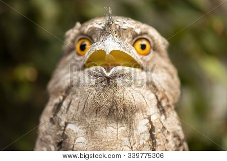 Tawny Frogmouth