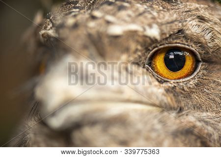 Tawny Frogmouth