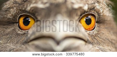 Tawny Frogmouth