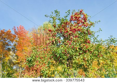 Treetop Of Paradise Apples Tree With Green Leaves And Red Fruits Against The Other Trees And Clear S