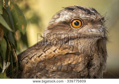 Tawny Frogmouth