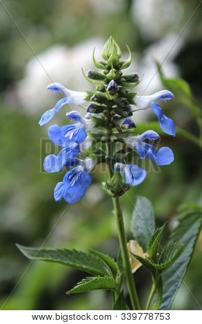 The Beautiful Bright Blue Flower Head Of Salvia Uliginosa Also Known As Bog Sage.