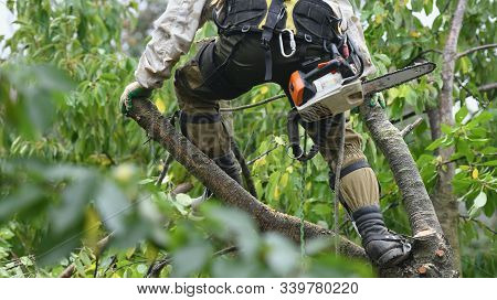 Climber On A Tree. Climber On A White Background. Arborist Man Cuts Branches With A Chainsaw And Thr