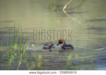 Little Grebe Feeding Chicks In Kruger National Park, South Africa ; Specie Tachybaptus Ruficollis Fa