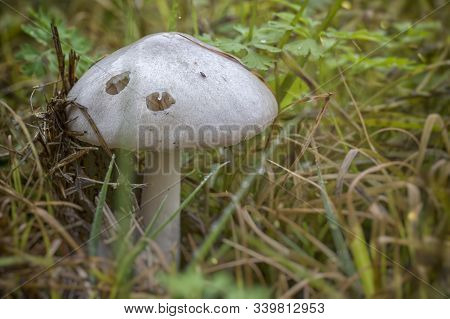 Volvopluteus Gloiocephalus Fungus Mushroom In The Ground