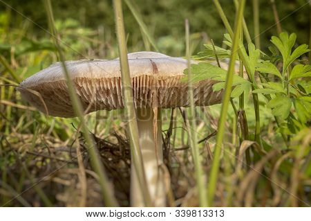 Volvopluteus Gloiocephalus Fungus Mushroom In The Ground