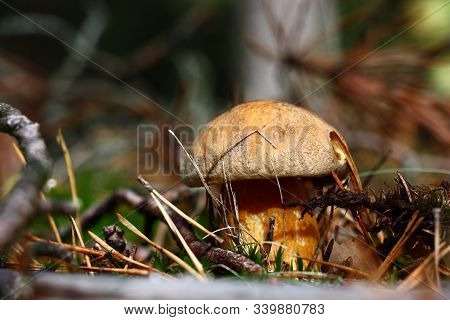 Sunny Autumn Day. On A Motley Background Among A Moss And The Fallen-down Needles There Is A Yellow 