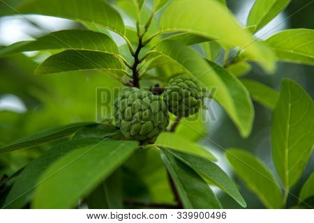 Custard Apples Or Sugar Apples Or Annona Squamosa Linn. Growing On A Tree.