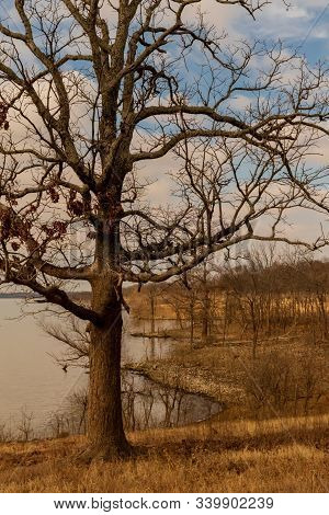 A Beautiful View Of A Wintered Tree And The Golden Shrubbery Along The Fort Gibson Lake Shoreline.  