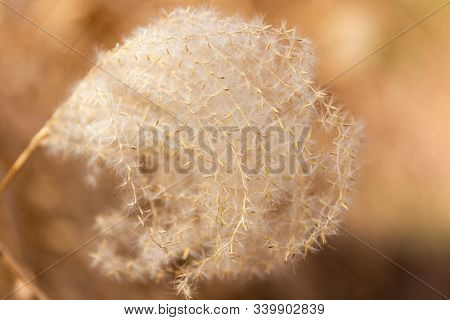 A Soft And Golden View Of A Sprout Of The Pampas Grass Seeds Tht Grows Along A Walking Trail Located