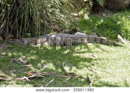 The Fresh Water Crocodile Is Hiding In The Shade Of The Boushes