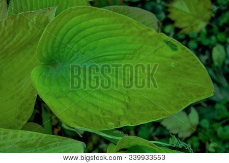 Closeup Macro Of Green Leaf Of Tropical Plant. Texture Of Tropical Leaf As Text Copy Space. Natural 