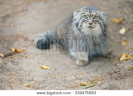 Pallas's Cat (otocolobus Manul). Manul Is Living In The Grasslands And Montane Steppes Of Central As