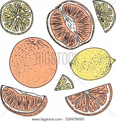 A Set Of Lemon And Orange Painted With A Black Line And A Conventional Simple Color On A White Backg
