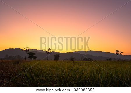 Sweet Sunrise Above The Big Trees In The Rice Field During Harvest Season.