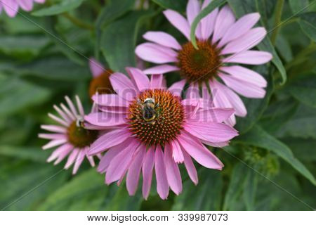 Pink Coneflower Rubinstern (latin Name - Echinacea Purpurea Rubinstern) With Bumblebee