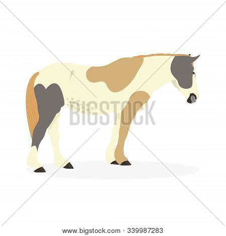The Pinto Horse Is Isolated On A White Background, The Cartoon Illustration.