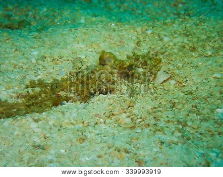 Fish Hiding On The Ocean Floor Under The Sea, See Only The Eyes.