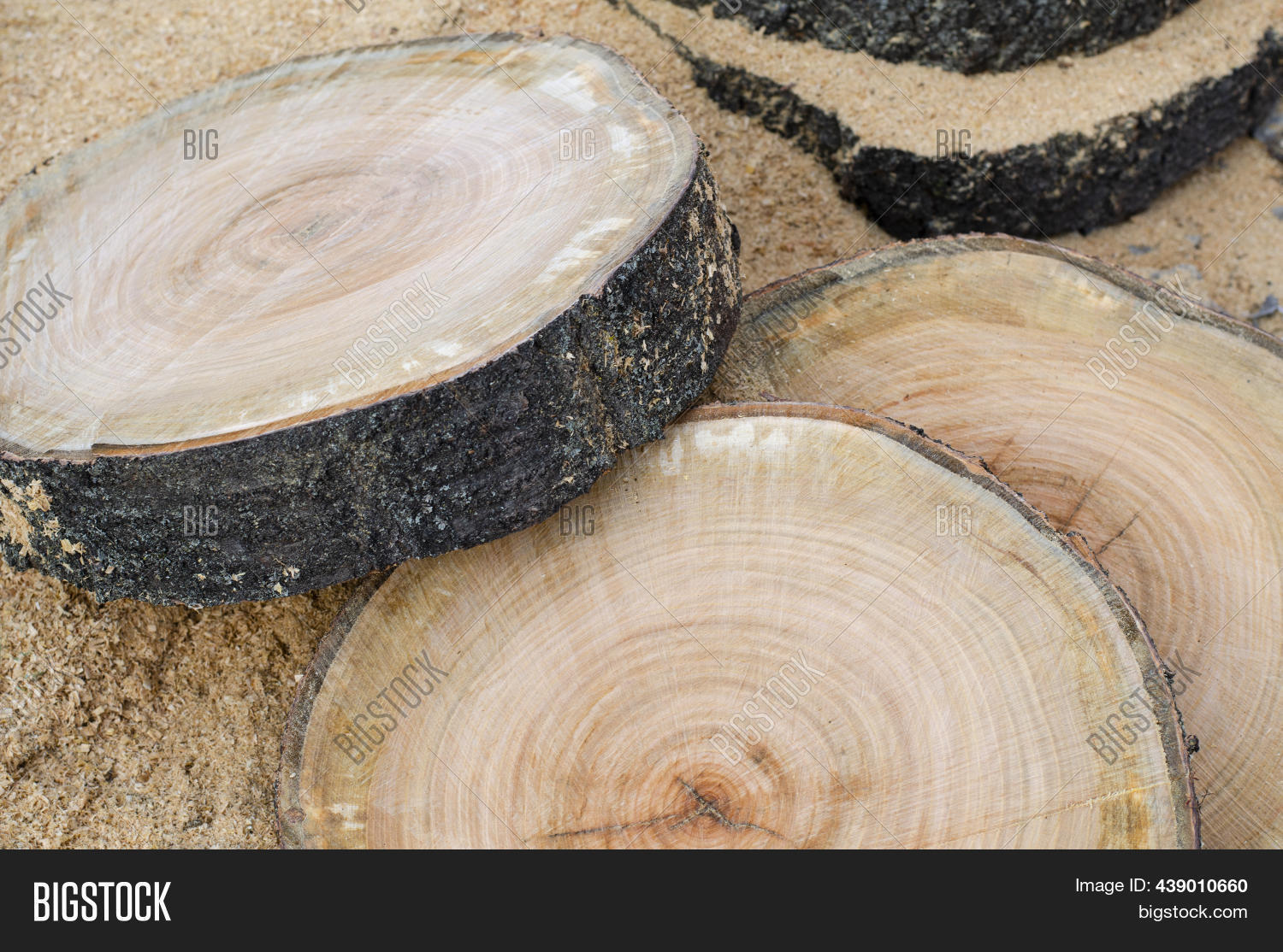 Cut Tree. Slice. Image & Photo (Free Trial) Bigstock