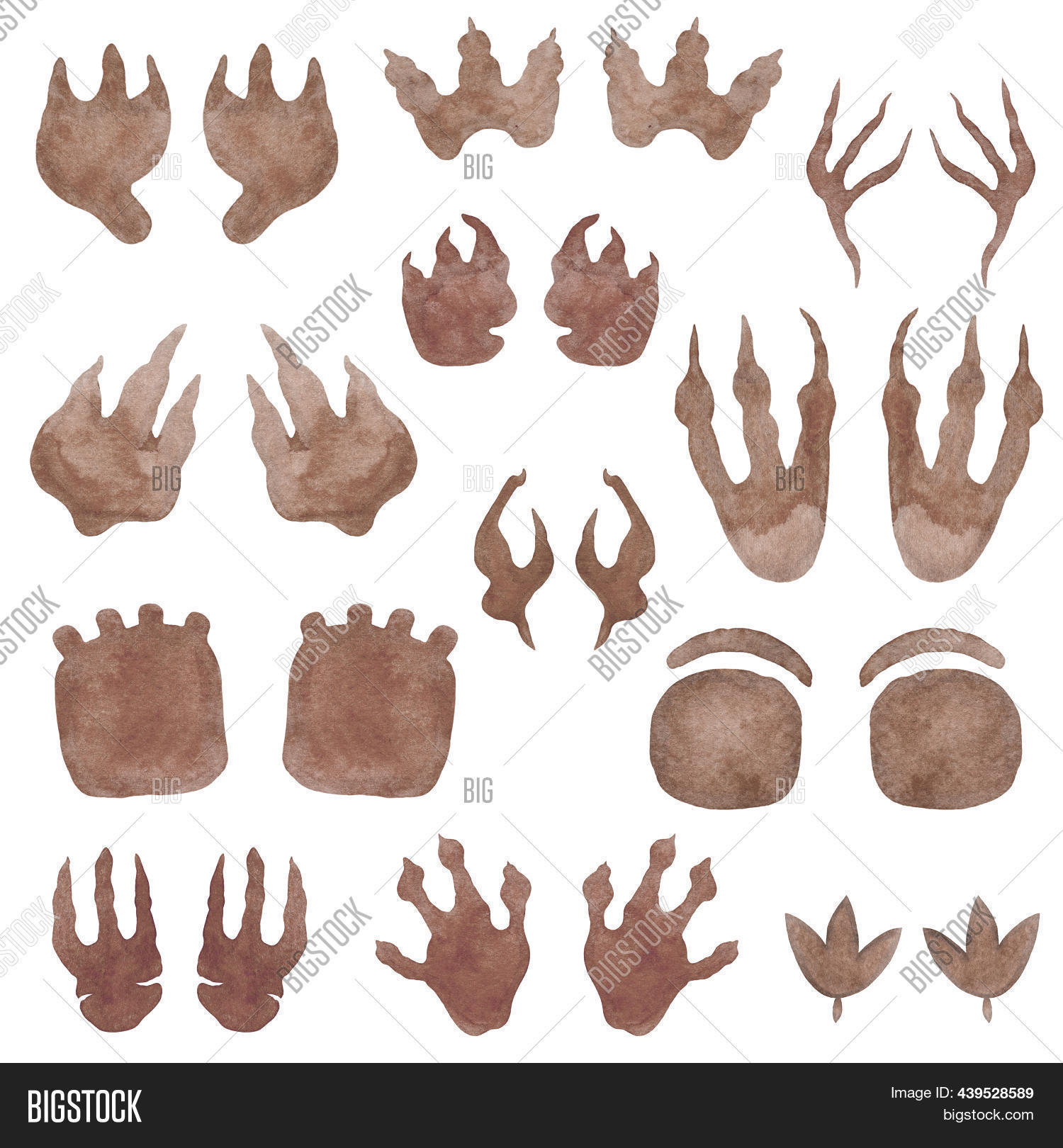 Dinosaurs Footprints Image & Photo (Free Trial) Bigstock