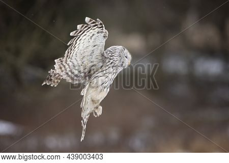 Owl Portrait In Winter, Ural Owl In Winter Forest. Strix Uralensis. Winter Scene With A Ural Owl. Wi