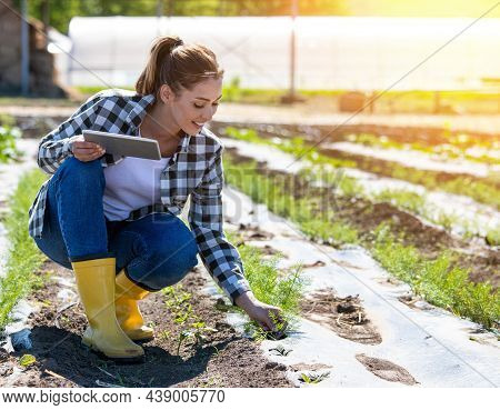 Female Agronomist Picking Anise Pimpinella Anisum Plant Holding Tablet. Farmer Crouching In Field Wi