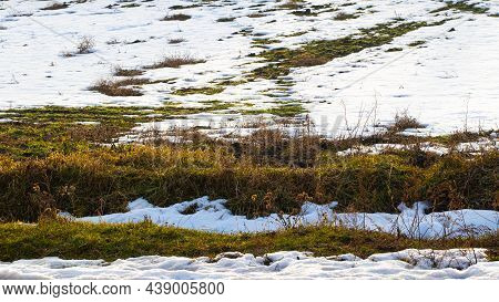 Melting Snow In The Garden, In The Field During The Spring Thaw. Withered Grass Looks Out From Under