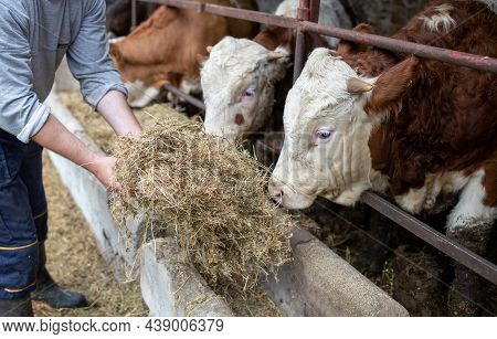 Farmer Feeding Young Simmental Cattle With Hay On Dairy Farm.