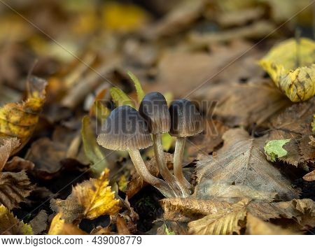 Group Of Bonnet Species Fungi In Woodland.
