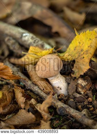Red-banded Webcap Fungus In English Woodland In Leaf Litter
