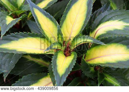 Variegated Yellow And Green Leaves On Inpatien Plants