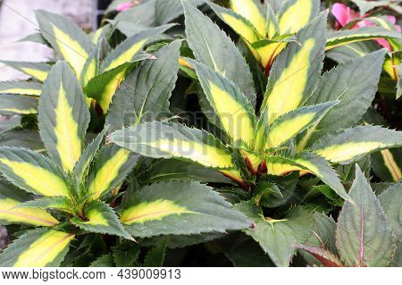 Variegated Yellow And Green Leaves On Inpatien Plants