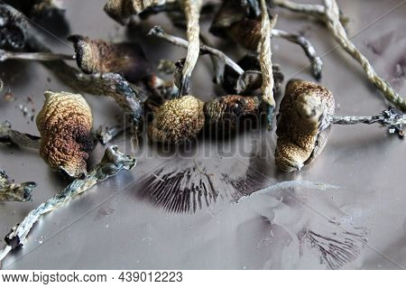 Dried Magic With Spore Prints On Tin Foil