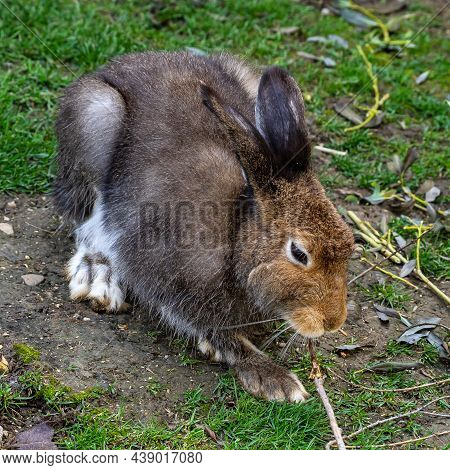 Mountain Hare, Lepus Timidus, Also Known As The White Hare With Brown Hair In Summer