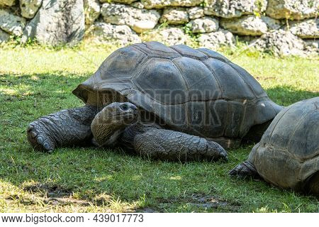 Aldabra Giant Tortoise, Curieuse Marine National Park, Curieuse Island, Seychelles