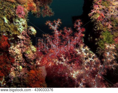 Dendronephthya Hemprichi Coral Growing On A Wreck Boracay Island Philippines