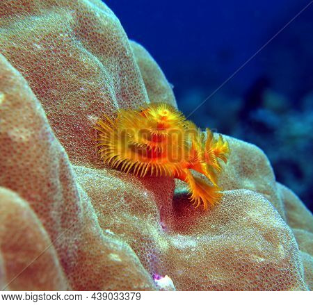 Christmas Tree Worm, Spirobranchus Giganteus Boracay Island Philippines