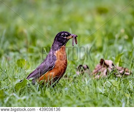 The Quintessential Early Bird, American Robins Are Common Sights On Lawns Across North America, Wher