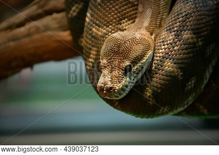 Bradley Rhombic Python (latin. Morelia Bredli)