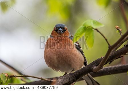 Common Chaffinch Sits On A Branch In Spring On Green Background. Beautiful Songbird Common Chaffinch