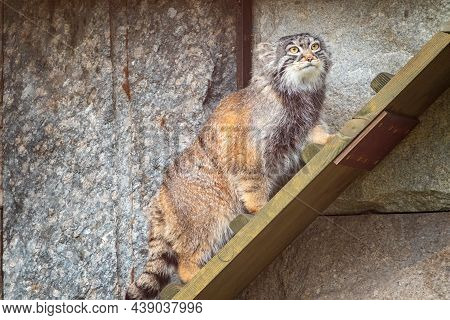Wild Cat Manul Or Pallas's Cat, Lat. Otocolobus Manul, In The Zoo, Manul Is A Small Wild Cat With Lo