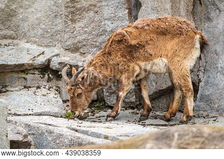 Mountain Goat Or East Caucasian Tur, Female, Latin Name Carpa Cylindricornis. It Is Critically Endan