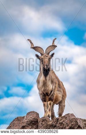 Markhor, Capra Falconeri, Wild Goat Native To Central Asia, Karakoram And The Himalayas Standing On
