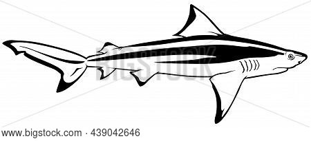 Bull Shark (carcharhinus Leucas) - Black Drawing Illustration Isolated On White Background, Vector