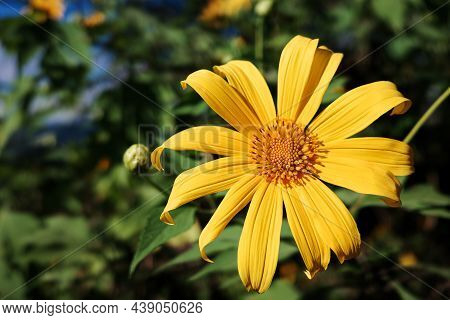 Close Focus On Head Of Yellow Maxican Sunflower Or Tree Marigolds Flower Touching Sunlight With Blur