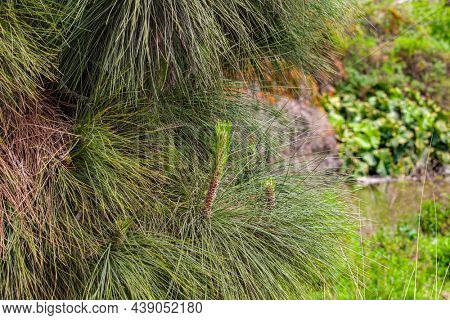 coniferous fir branch close up