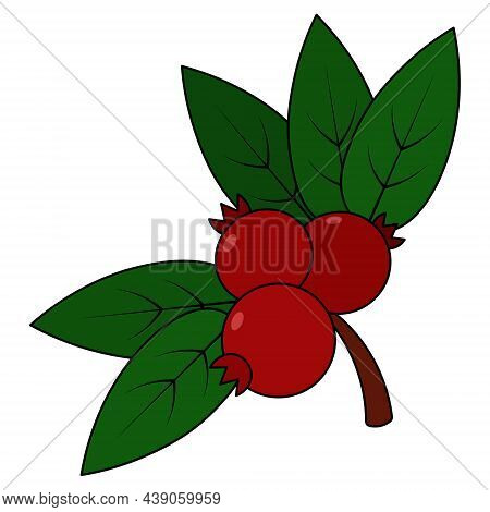 Cowberry. A Sprig Of Juicy Berries. Colored Vector Illustration. Isolated White Background. Cartoon 