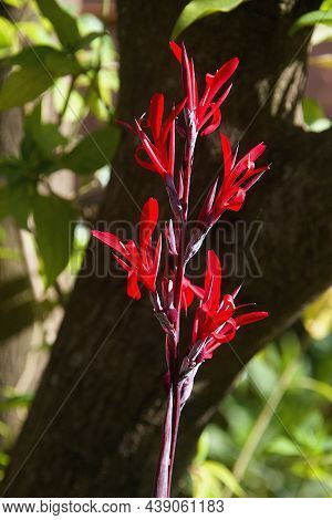Canna Indica Commonly Known As Indian Shotafrican Arrowroot, Edible Canna, Purple Arrowroot, Sierra 