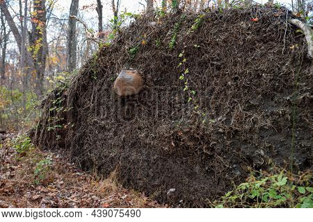 Excellent Nature Background Texture Of Soil And Tangled Roots Of Upturned Tree In Woodland Setting. 
