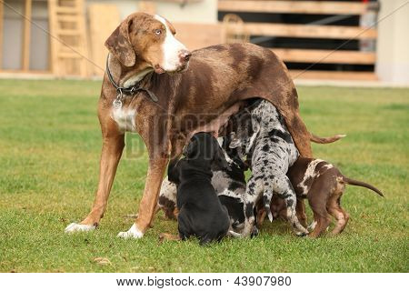 ルイジアナ州 Catahoula 雌犬と子犬